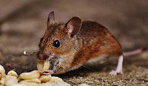 24 Hour & Emergency Exterminators in Shadle Garland, WA